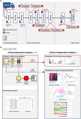 Tracking the contamination sources of microbial population and characterizing Listeria monocytogenes in a chicken slaughterhouse by using culture-dependent and -independent methods